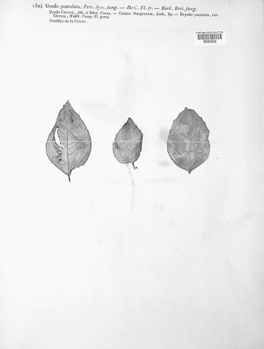 Uredo neopustulata image